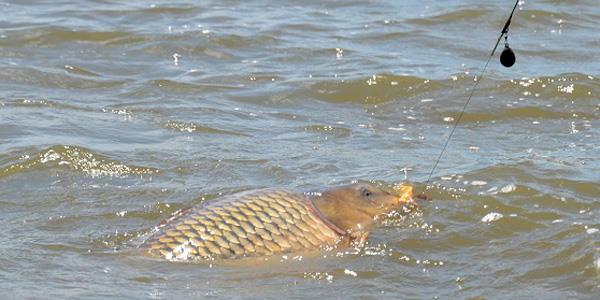 peste mare - crap1.jpg